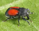 Laemosaccus nephele - photo 2