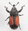 Laemosaccus nephele - photo 3