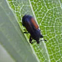 Laemosaccus nephele - photo 5