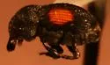 Laemosaccus obrieni