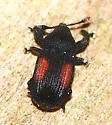Laemosaccus obrieni - photo 3