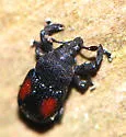 Laemosaccus obrieni - photo 4