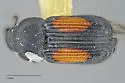 Laemosaccus rileyi - photo 2