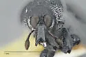 Laemosaccus rileyi - photo 3