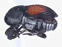 Laemosaccus rileyi - photo 5