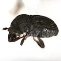 Laemosaccus texanus - photo 4