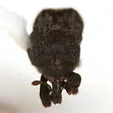 Laemosaccus texanus - photo 5