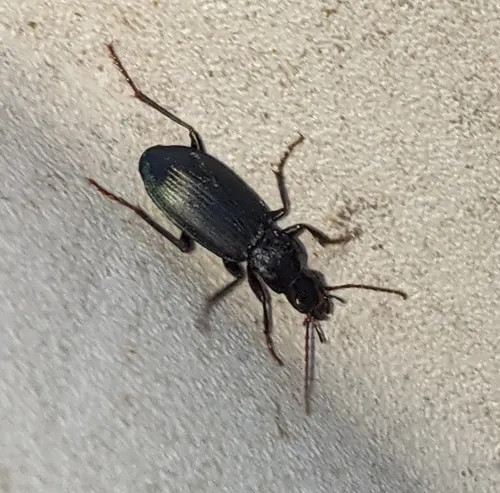 Laemostenus (Laemostenus) complanatus - photo 4