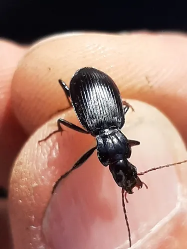 Laemostenus (Pristonychus) terricola