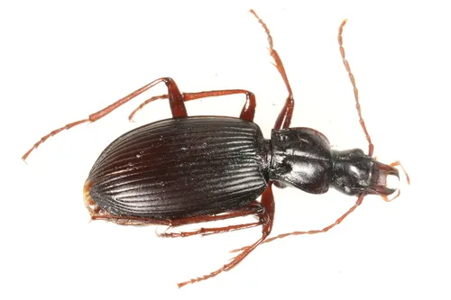 Laemostenus (Pristonychus) terricola - photo 3