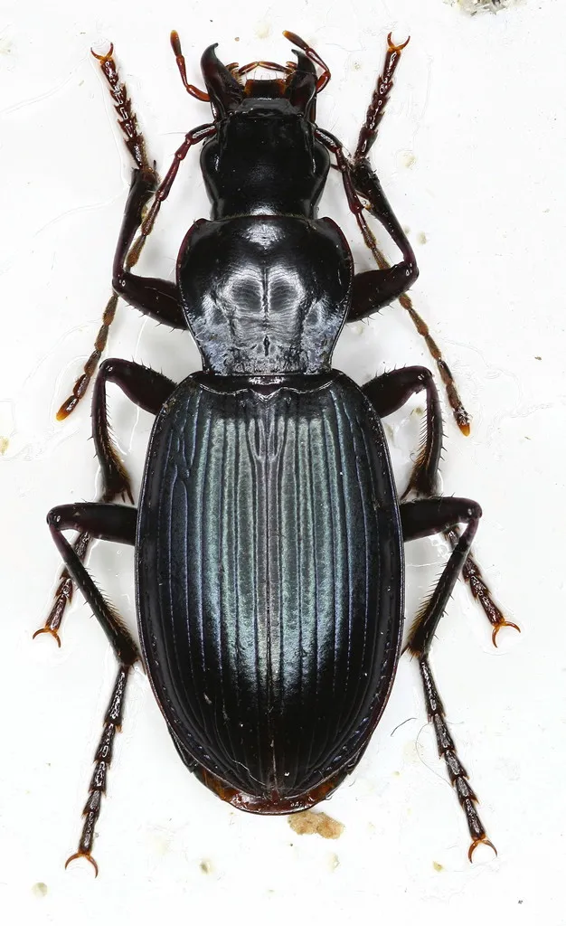 Laemostenus (Pristonychus) terricola - photo 4