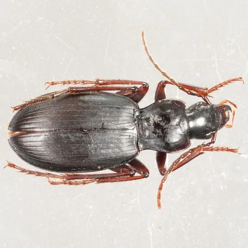 Laemostenus (Pristonychus) terricola - photo 5