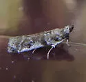 Scale-feeding Snout Moth - Hodges#5949
