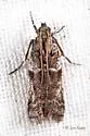 Scale-feeding Snout Moth - Hodges#5949 - photo 2