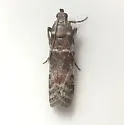 Scale-feeding Snout Moth - Hodges#5949 - photo 3