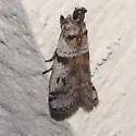 Scale-feeding Snout Moth - Hodges#5949 - photo 4