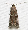 Scale-feeding Snout Moth - Hodges#5949 - photo 5