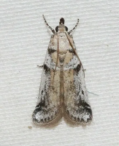 Laetilia dilatifasciella - Hodges#5949.1