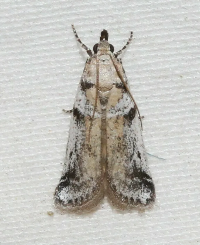 Laetilia dilatifasciella - Hodges#5949.1 - photo 2
