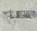 Laetilia ephestiella - Hodges#5952