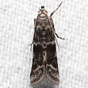 Laetilia fiskeella - Hodges#5953