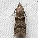 Laetilia fiskeella - Hodges#5953 - photo 4