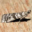 Laetilia myersella - Hodges#5951