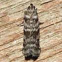 Laetilia myersella - Hodges#5951 - photo 2