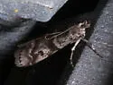 Laetilia myersella - Hodges#5951 - photo 3
