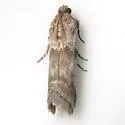 Laetilia myersella - Hodges#5951 - photo 4