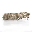 Laetilia myersella - Hodges#5951 - photo 5