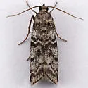 Laetilia zamacrella - Hodges#5950 - Laetilia zamacrella