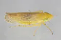 Laevicephalus acus - photo 4