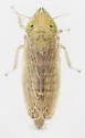 Laevicephalus melsheimerii