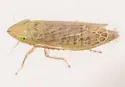 Laevicephalus melsheimerii - photo 2