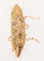 Laevicephalus melsheimerii - photo 3