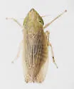 Laevicephalus melsheimerii - photo 4