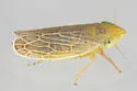 Laevicephalus melsheimerii - photo 5