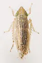 Laevicephalus peronatus - Laevicephalus peronatus