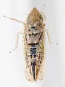 Laevicephalus peronatus - photo 3