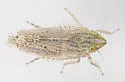Laevicephalus peronatus - photo 4