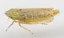 Laevicephalus pravus - photo 2