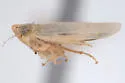 Laevicephalus pupa