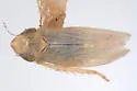 Laevicephalus pupa - photo 2