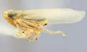 Laevicephalus saskatchewanensis