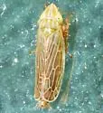Laevicephalus sylvestris