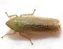 Laevicephalus sylvestris - photo 3