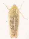 Laevicephalus sylvestris - photo 4