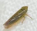 Laevicephalus unicoloratus