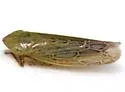 Laevicephalus unicoloratus - photo 2